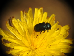 Cryptocephalus violaceus