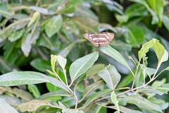 Phaedyma columella singa