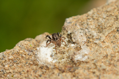 Euophrys herbigrada
