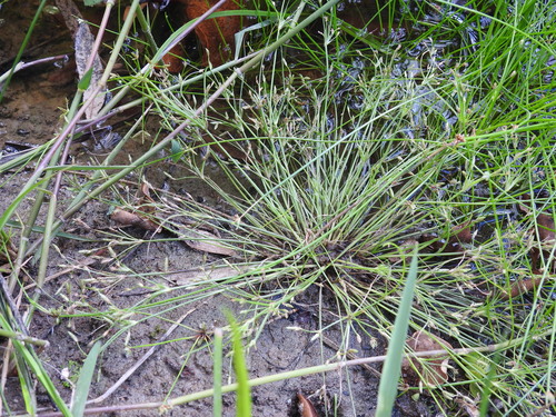 Fimbristylis velata iNat (2)