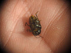 Cryptocephalus violaceus