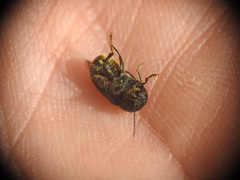 Cryptocephalus violaceus