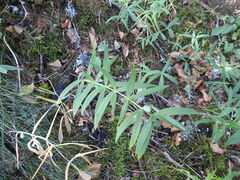 Polygonatum verticillatum