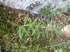 Polygonatum verticillatum