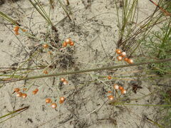 Helichrysum cochleariforme