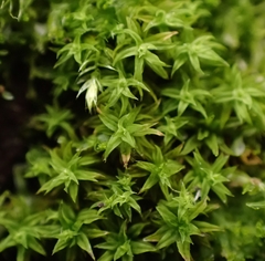 Zygodon viridissimus