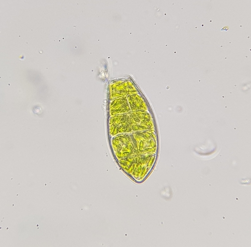 Image of Zygodon viridissimus by (c) Helen Waterman, some rights reserved (CC BY)