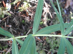 Polygonatum verticillatum