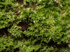 Zygodon viridissimus