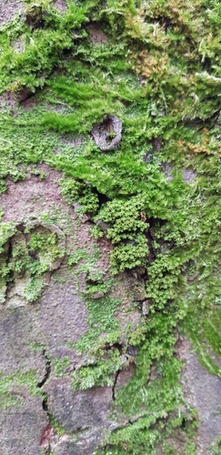 Image of Zygodon viridissimus by (c) Helen Waterman, some rights reserved (CC BY)