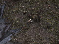 Austruca occidentalis