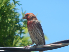 Haemorhous mexicanus