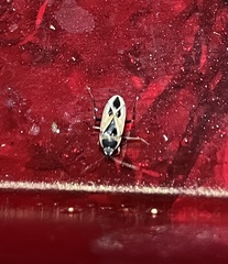 Xanthochilus quadratus