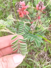 Indigofera velutina