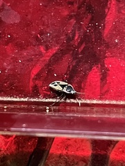 Xanthochilus quadratus