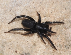 Zelotes