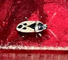 Xanthochilus quadratus