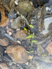 Fissidens fontanus