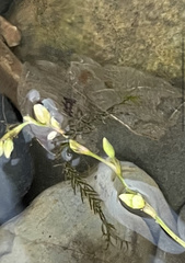 Fissidens fontanus