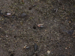 Austruca occidentalis