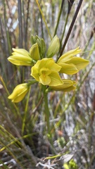 Orthochilus tabularis