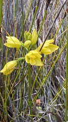 Orthochilus tabularis