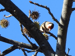 Carduelis carduelis