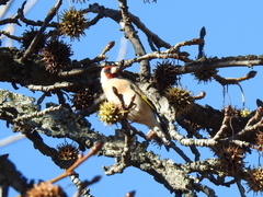 Carduelis carduelis