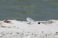 Charadrius marginatus marginatus