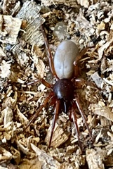Dysderidae