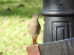 Phoenicurus ochruros
