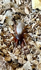 Dysderidae