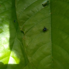 Lucilia eximia