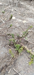 Patellifolia procumbens