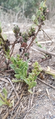 Patellifolia procumbens