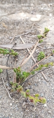 Patellifolia procumbens