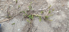 Patellifolia procumbens