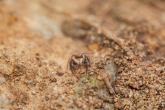 Euophrys herbigrada