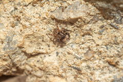 Euophrys herbigrada