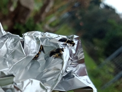 Hylaeus euxanthus