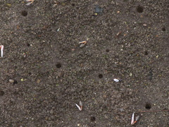 Austruca occidentalis