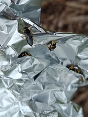 Hylaeus euxanthus