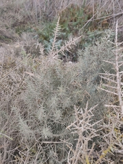 Asparagus horridus