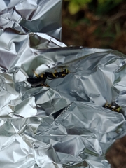 Hylaeus euxanthus