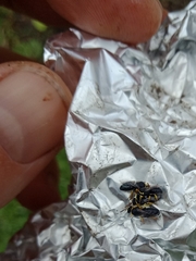 Hylaeus euxanthus