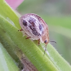 Paropsisterna semifumata