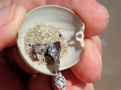 Amblypneustes pallidus