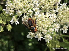 Phasia hemiptera