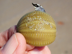 Amblypneustes pallidus