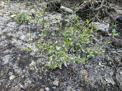 Blumea obliqua